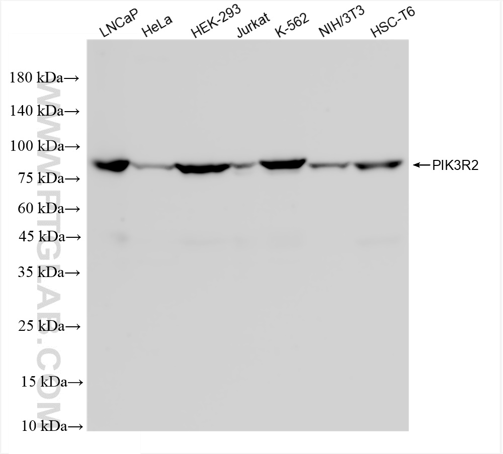 Western Blot (WB) analysis of various lysates using PIK3R2 Recombinant antibody (83606-5-RR)