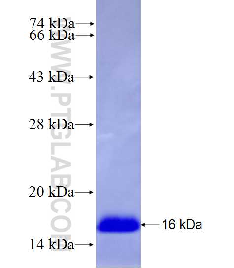 PIK3R3 fusion protein Ag27743 SDS-PAGE