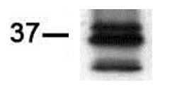 PIM2 antibody (mAb) tested by Western blot Ramos cell extract (100 ug per lane) probed with PIM2 antibody (mAb).