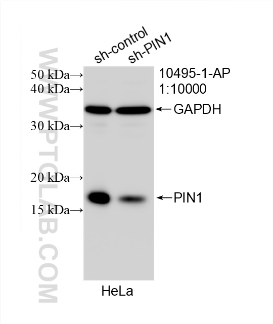 Western Blot (WB) analysis of HeLa cells using PIN1 Polyclonal antibody (10495-1-AP)