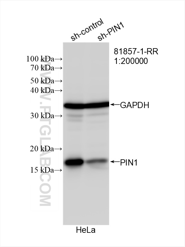 Western Blot (WB) analysis of HeLa cells using PIN1 Recombinant antibody (81857-1-RR)