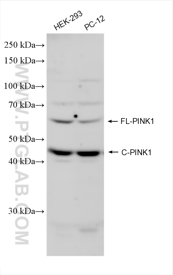 Western Blot (WB) analysis of various lysates using PINK1 Polyclonal antibody (23274-1-AP)