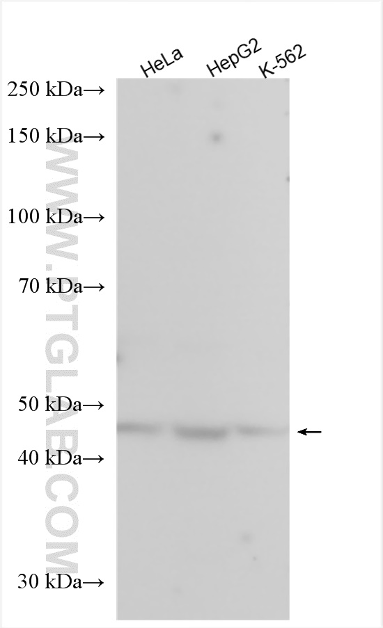 Western Blot (WB) analysis of various lysates using PISD Polyclonal antibody (16401-1-AP)