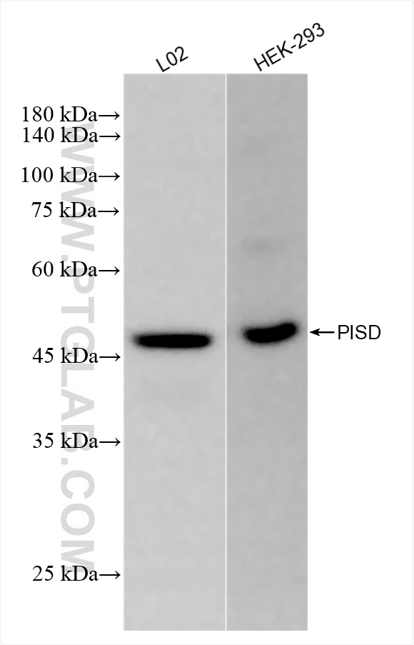 Western Blot (WB) analysis of various lysates using PISD Recombinant antibody (84866-2-RR)