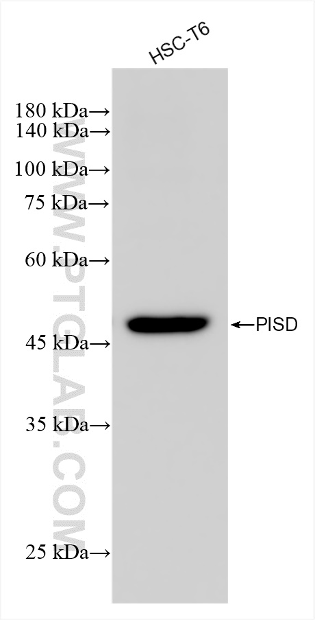 Western Blot (WB) analysis of various lysates using PISD Recombinant antibody (84866-2-RR)