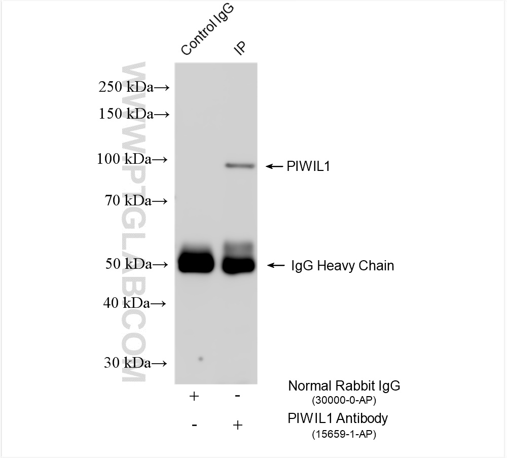 Immunoprecipitation (IP) experiment of mouse testis tissue using PIWIL1 Polyclonal antibody (15659-1-AP)