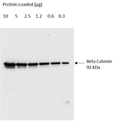 Serial dilutions of HeLa cell lysate <br>Primary: Proteintech Beta Catenin  (51067-2-AP), 1:10,000 <br>Secondary: Quanta BioDesign HRP-Goat anti-Rabbit IgG (H&L) (11-0201-0503); 1:50,000<br>Exposure Time: 40 seconds<br>SignalBright Plus Chemiluminescent substrate