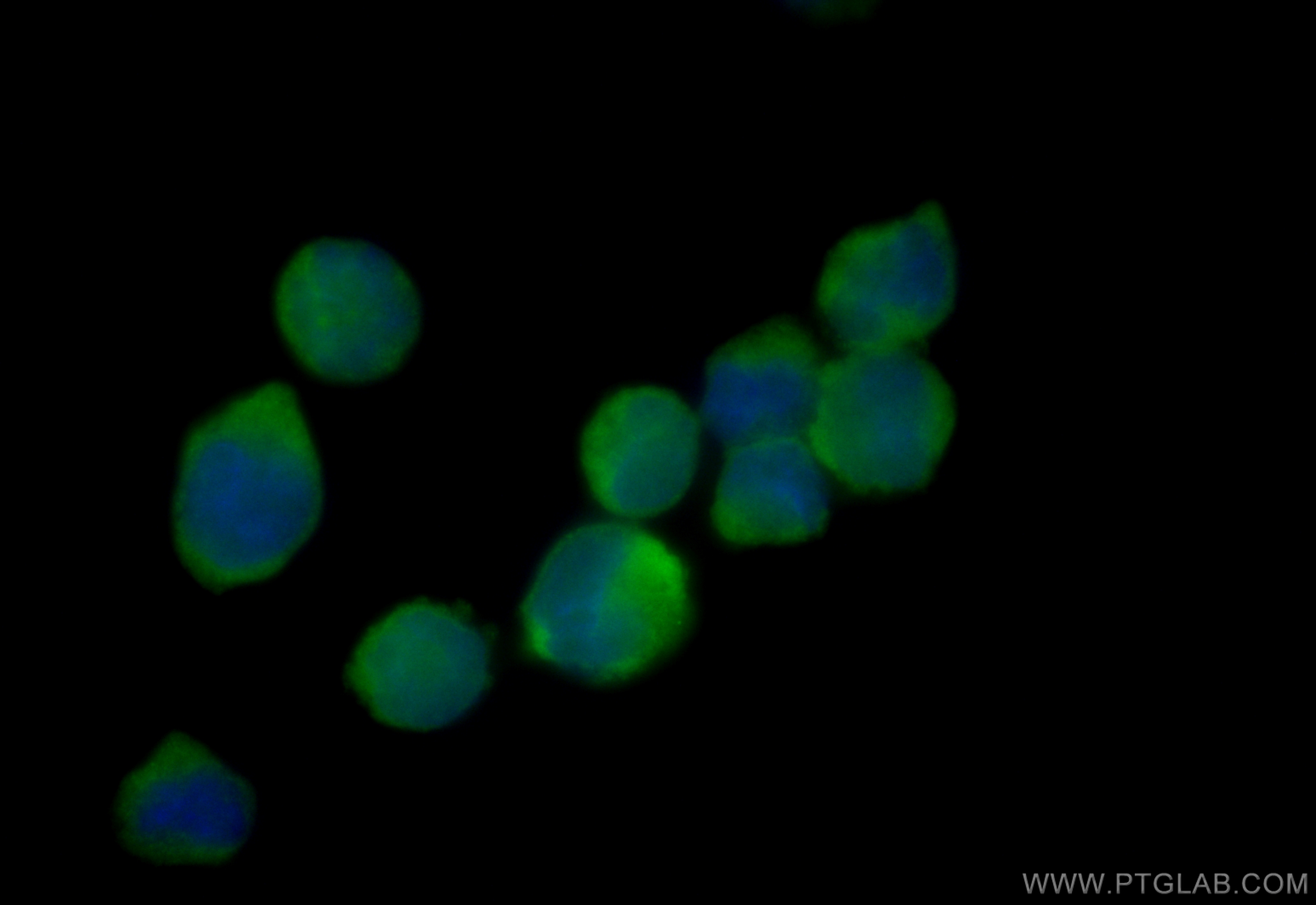 Immunofluorescence (IF) / fluorescent staining of K-562 cells using CoraLite® Plus 488-conjugated PKC Beta Polyclonal  (CL488-12919)