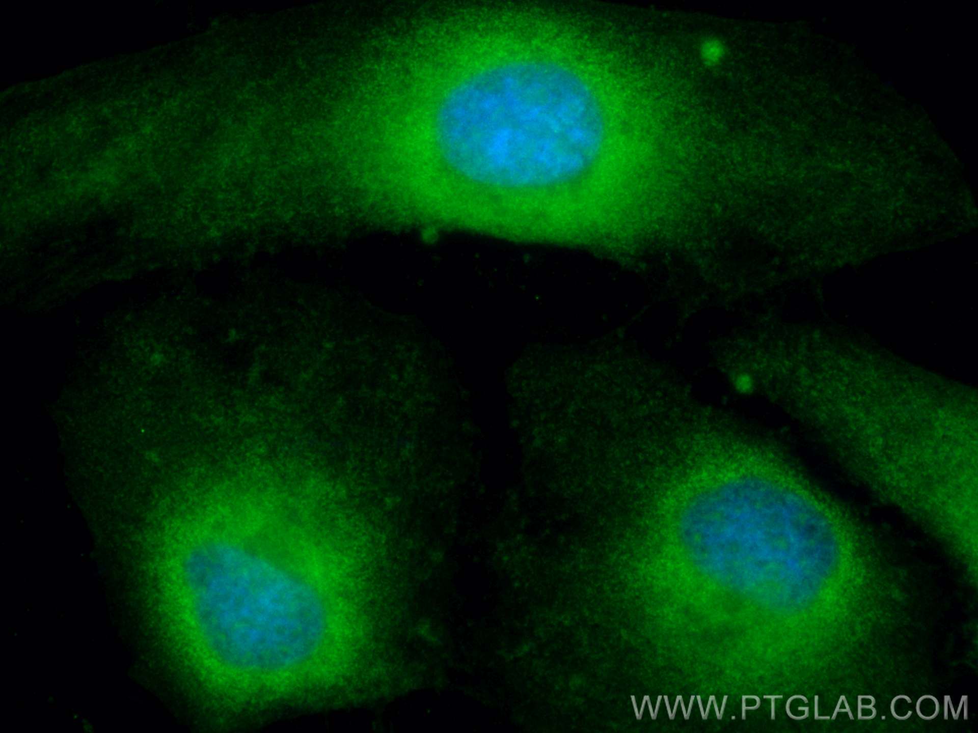 Immunofluorescence (IF) / fluorescent staining of HeLa cells using CoraLite® Plus 488-conjugated PKC Iota Polyclonal  (CL488-13883)
