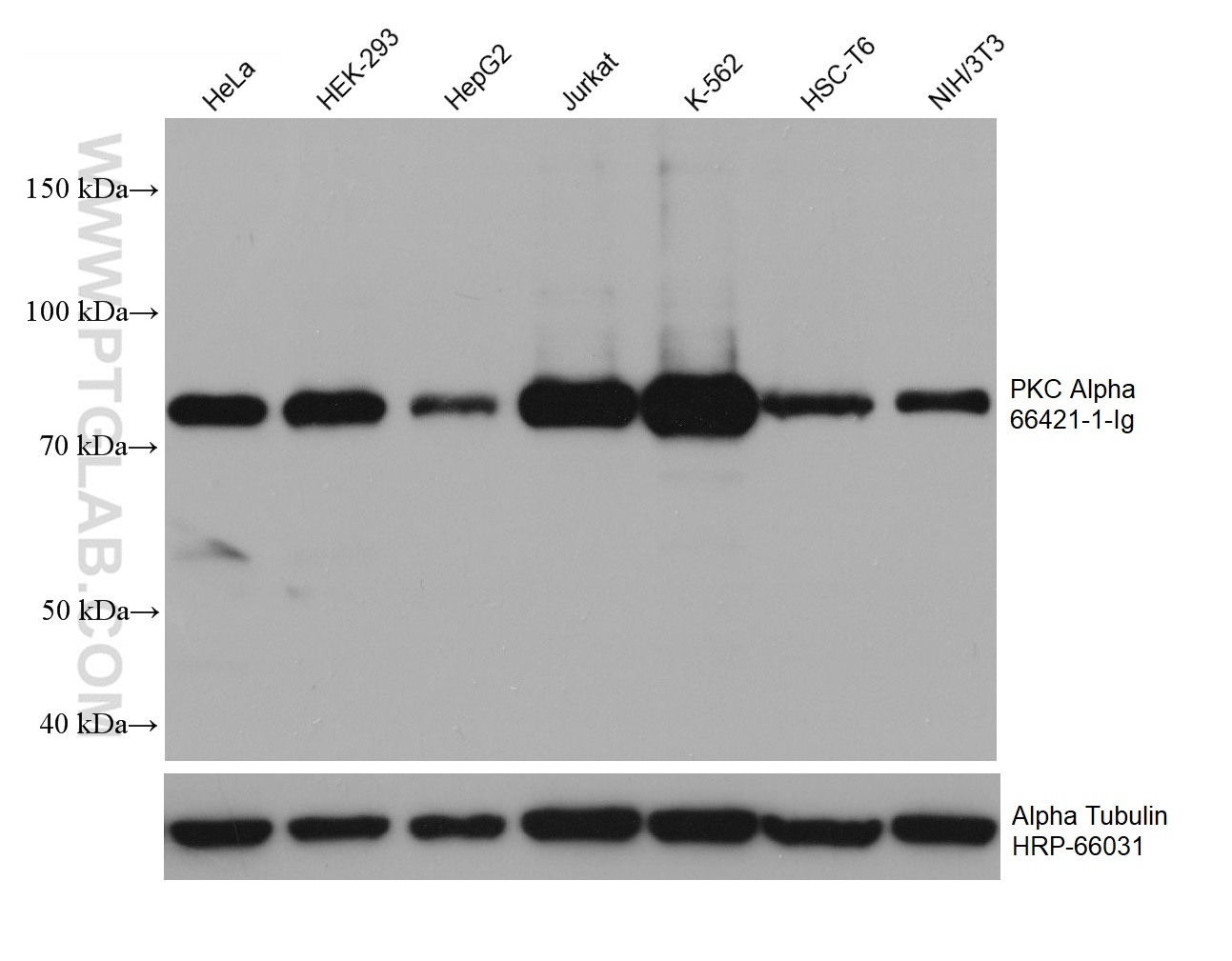 Western Blot (WB) analysis of various lysates using PKC Alpha Monoclonal antibody (66421-1-Ig)