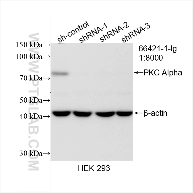 Western Blot (WB) analysis of HEK-293 cells using PKC Alpha Monoclonal antibody (66421-1-Ig)