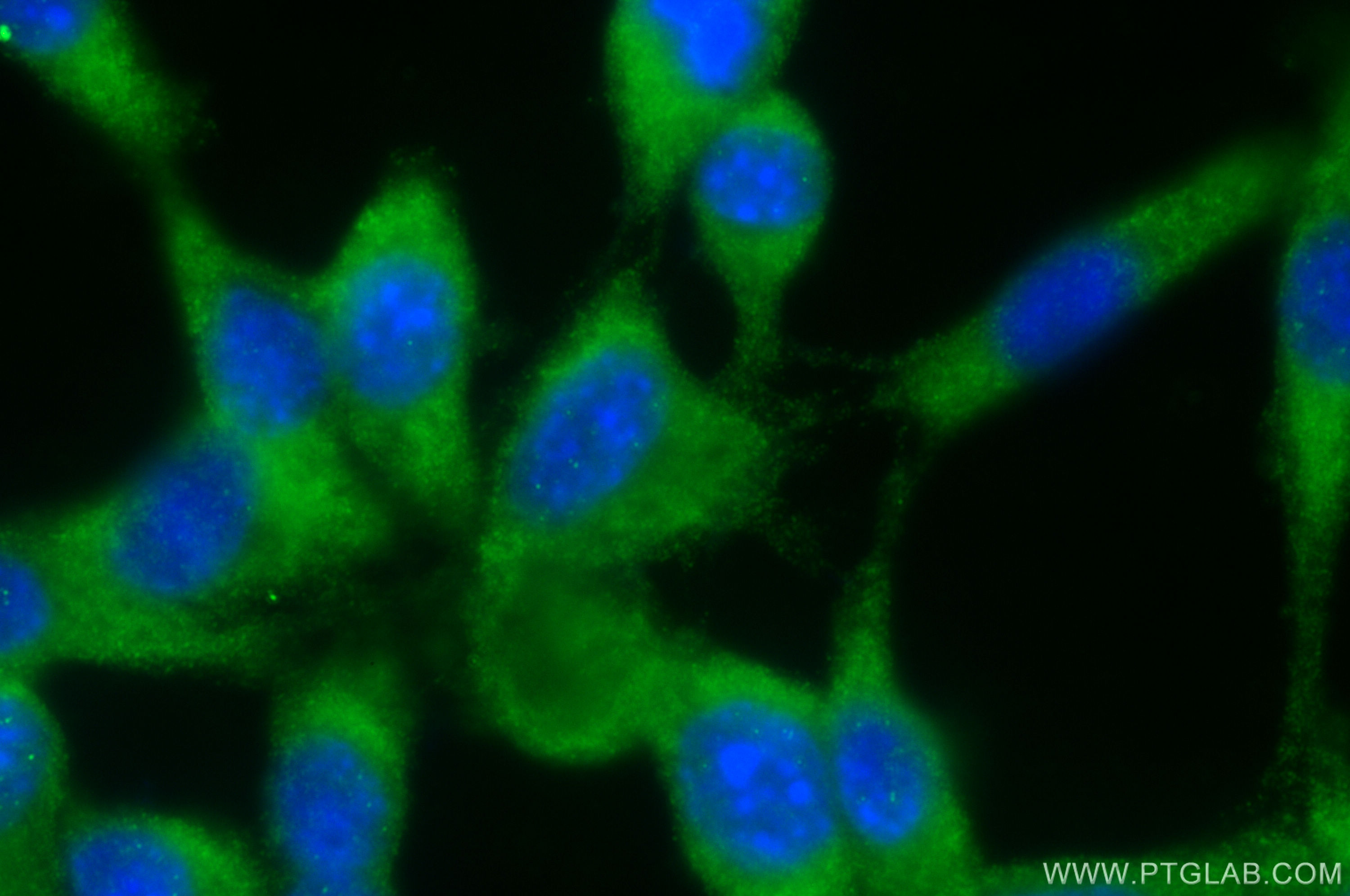 Immunofluorescence (IF) / fluorescent staining of NIH/3T3 cells using PKC Zeta Polyclonal antibody (26899-1-AP)