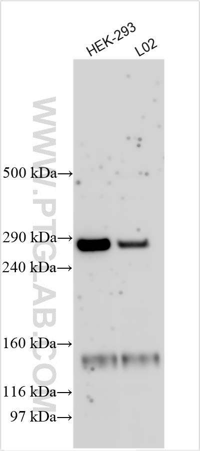 PKD1L2