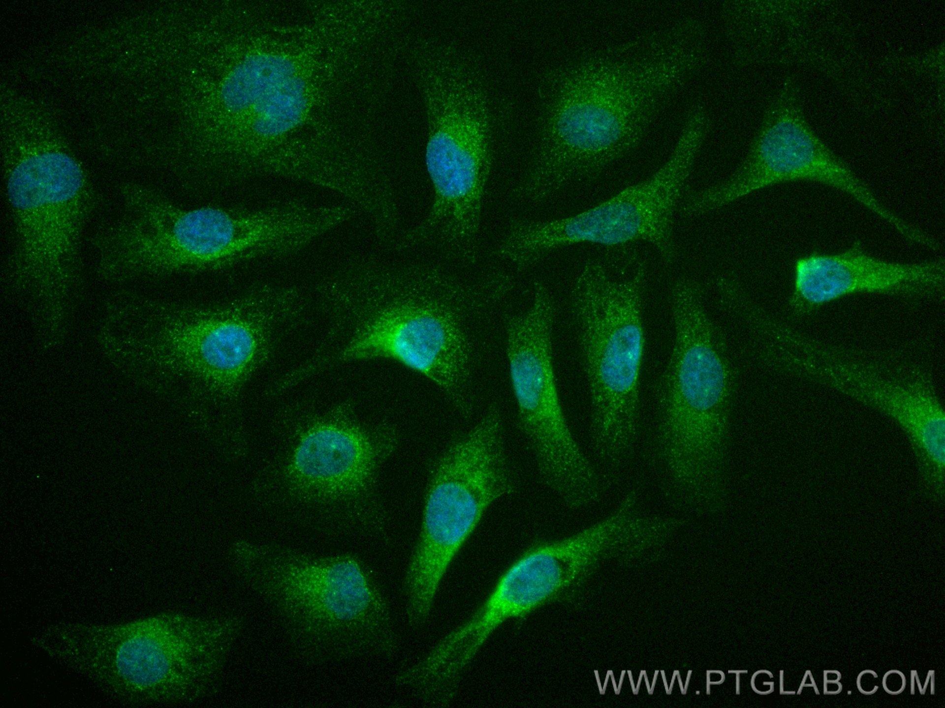 Immunofluorescence (IF) / fluorescent staining of HeLa cells using CoraLite® Plus 488-conjugated PKIA Polyclonal anti (CL488-11743)