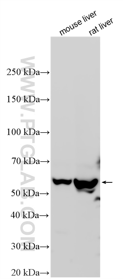 Western Blot (WB) analysis of various lysates using PKLR Polyclonal antibody (22456-1-AP)
