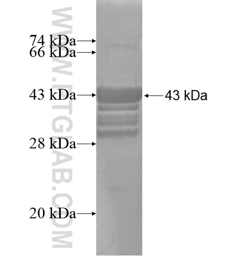 PKNOX2 fusion protein Ag14195 SDS-PAGE