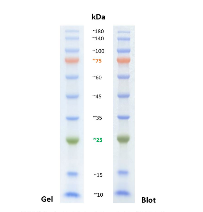 Resolution of the prestained protein ladder in a 10-20% Tris-glycine gel (SDS-PAGE). The image shows the migration pattern in the gel and after transfer to a PVDF membrane.