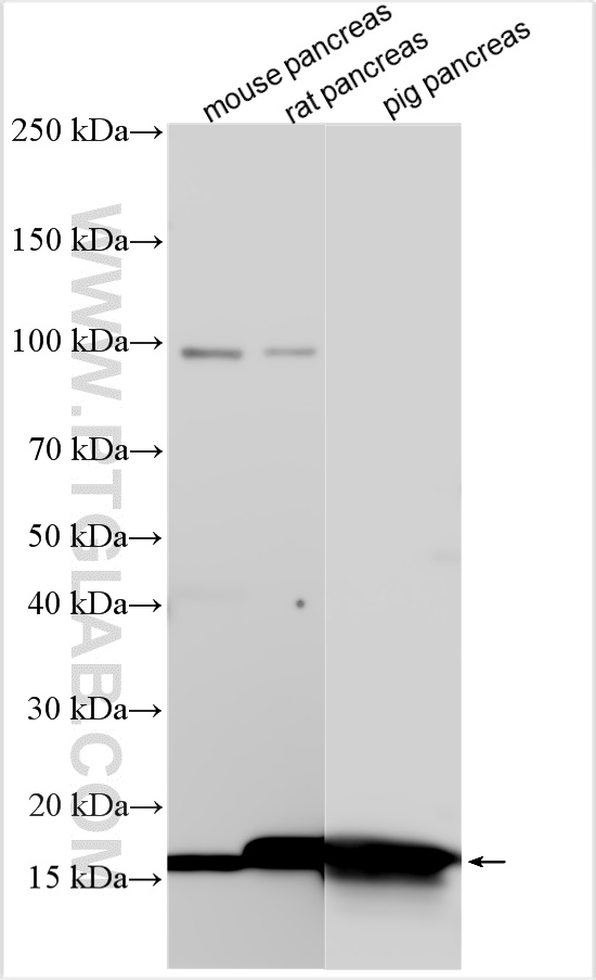 Western Blot (WB) analysis of various lysates using PLA2G1B Polyclonal antibody (15843-1-AP)