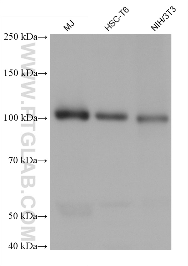 Western Blot (WB) analysis of various lysates using PLA2G4A Monoclonal antibody (68133-1-Ig)