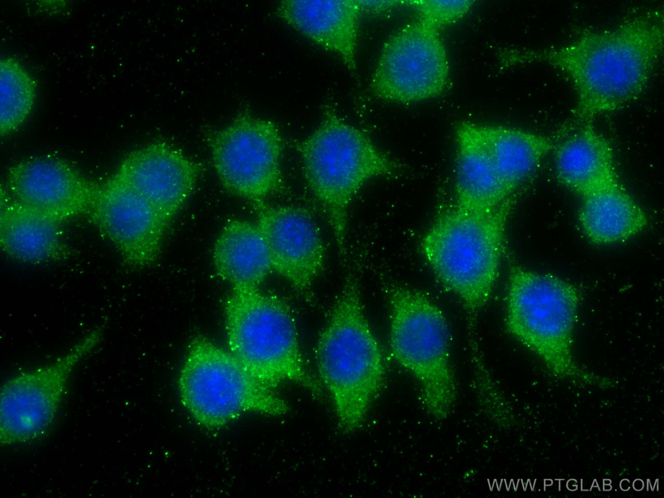 Immunofluorescence (IF) / fluorescent staining of RAW 264.7 cells using PAFAH Polyclonal antibody (15526-1-AP)