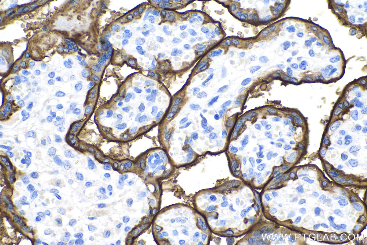 Immunohistochemistry (IHC) staining of human placenta tissue using PLAP Monoclonal antibody (60294-1-Ig)