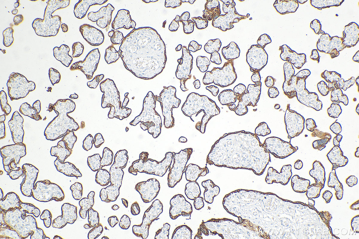 Immunohistochemistry (IHC) staining of human placenta tissue using PLAP Monoclonal antibody (60294-1-Ig)