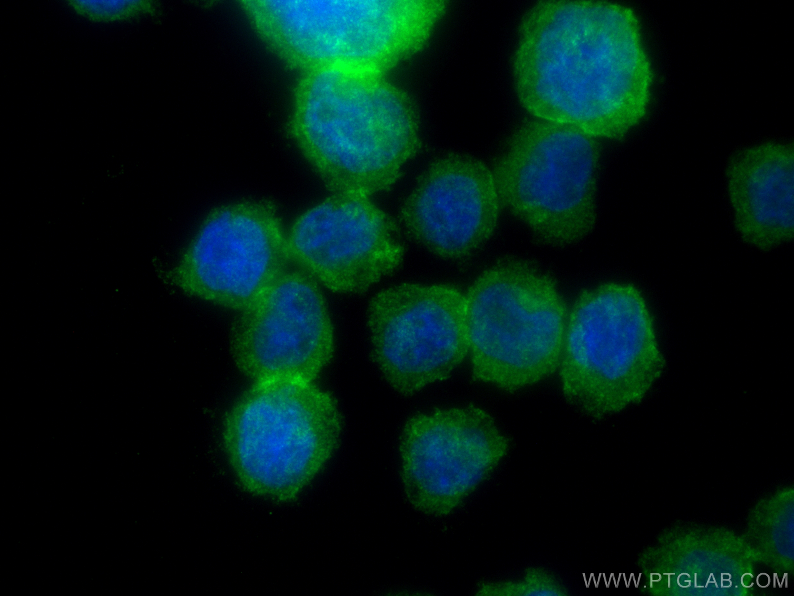 Immunofluorescence (IF) / fluorescent staining of THP-1 cells using PLCB2 Polyclonal antibody (27456-1-AP)