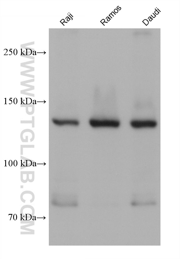 Western Blot (WB) analysis of various lysates using PLCG2 Monoclonal antibody (67011-1-Ig)