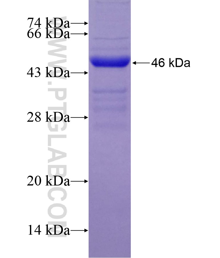 PLD2 fusion protein Ag26464 SDS-PAGE