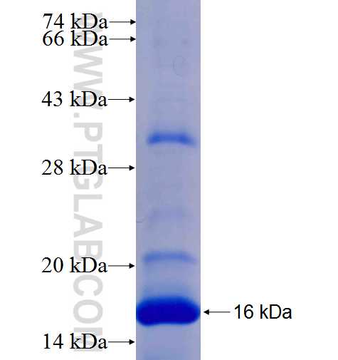 PLD6 fusion protein Ag25894 SDS-PAGE