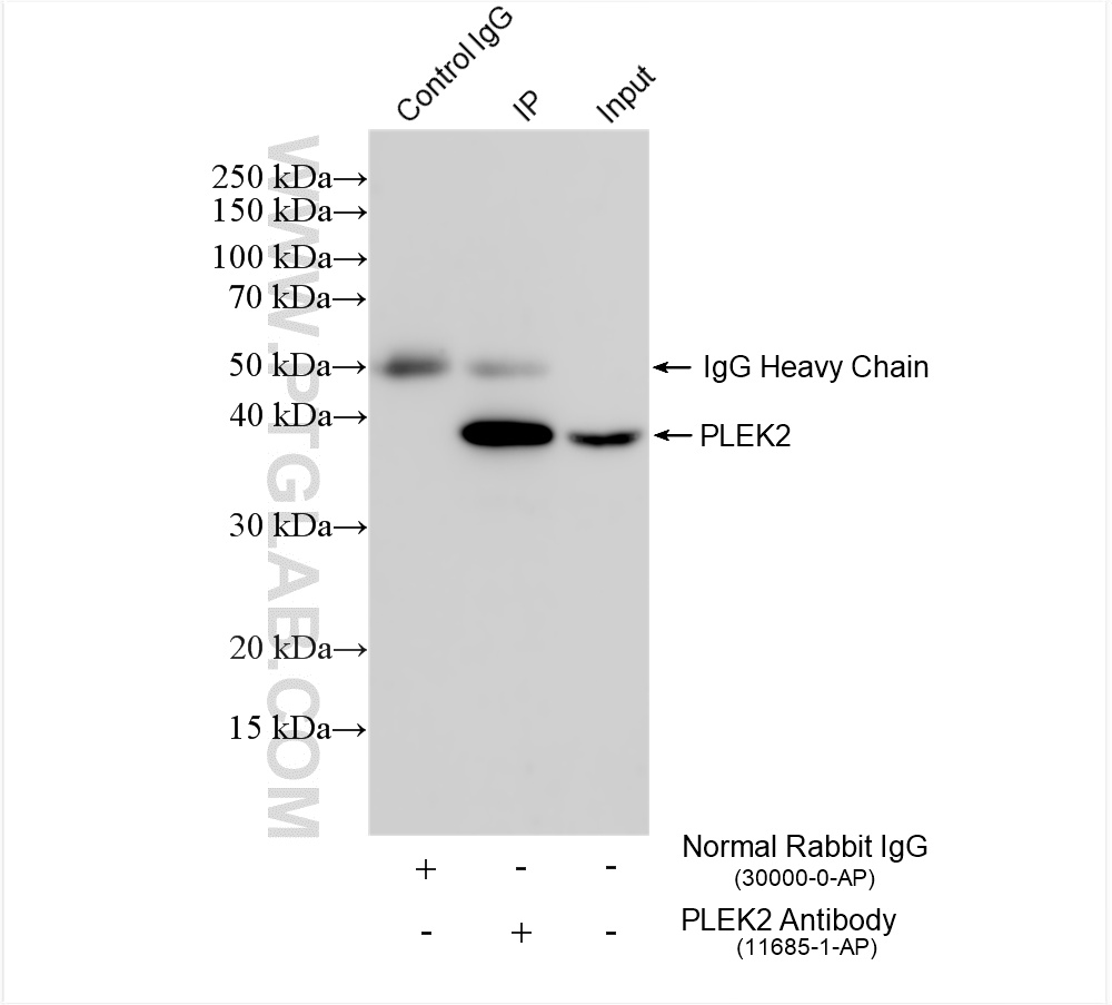 Immunoprecipitation (IP) experiment of HT-29 cells using PLEK2 Polyclonal antibody (11685-1-AP)