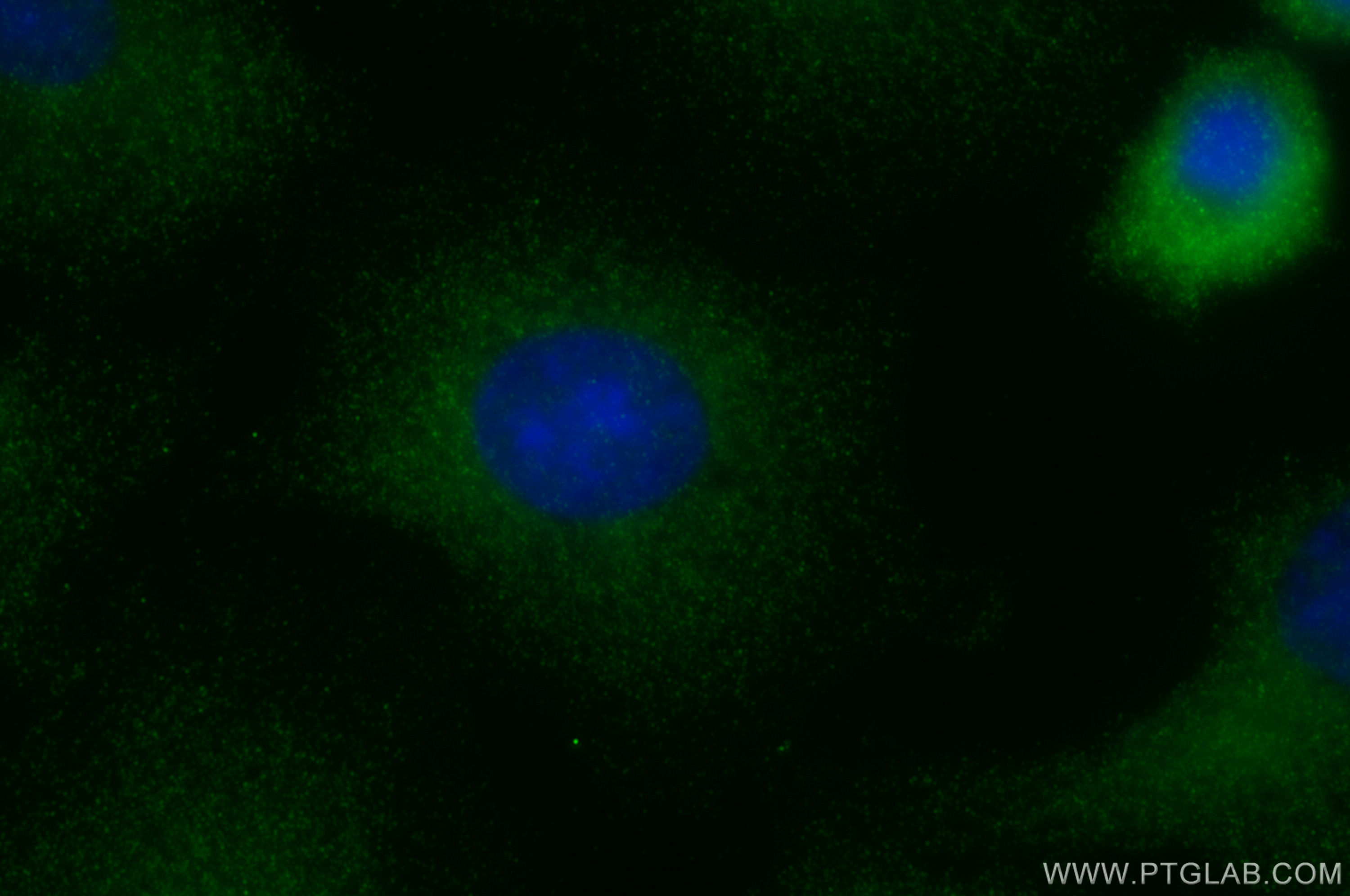 Immunofluorescence (IF) / fluorescent staining of A549 cells using PLEKHA1 Polyclonal antibody (26830-1-AP)