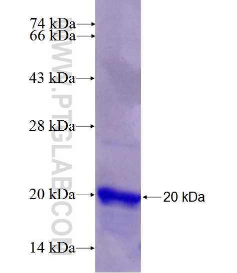 PLEKHN1 fusion protein Ag26939 SDS-PAGE