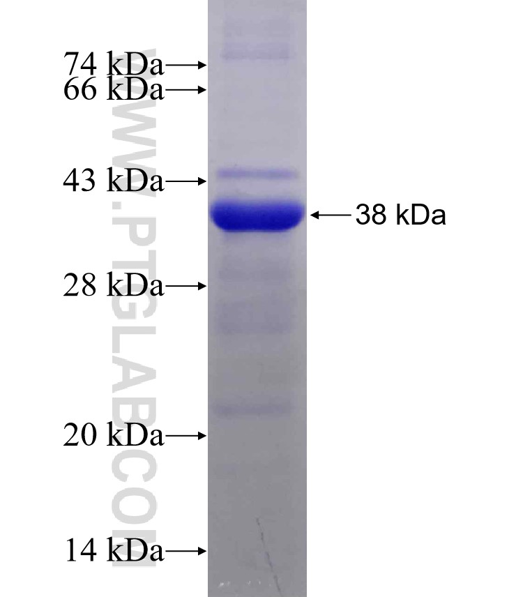 PLEKHO1 fusion protein Ag19601 SDS-PAGE