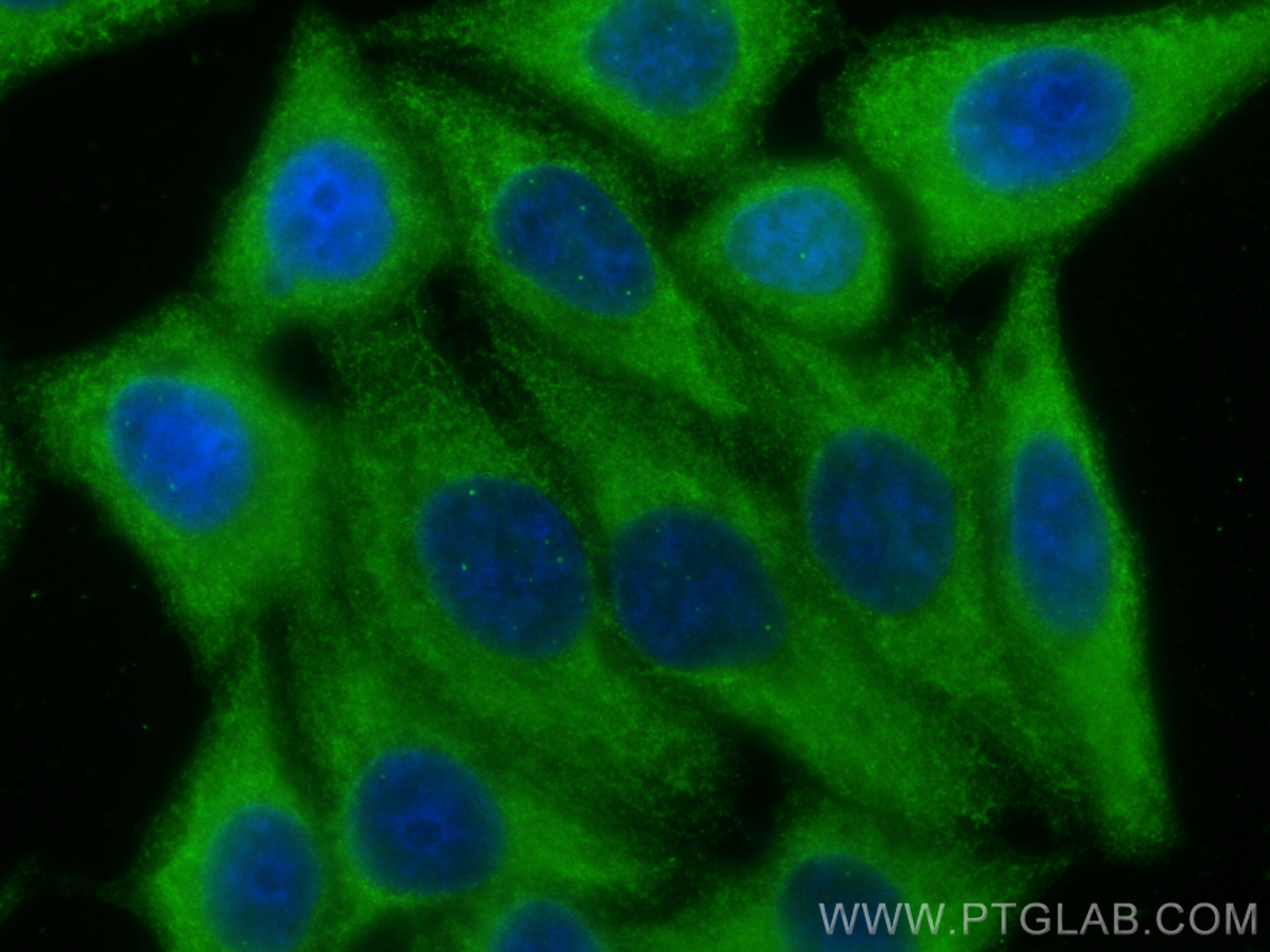 Immunofluorescence (IF) / fluorescent staining of HepG2 cells using Plasminogen Monoclonal antibody (66399-1-Ig)