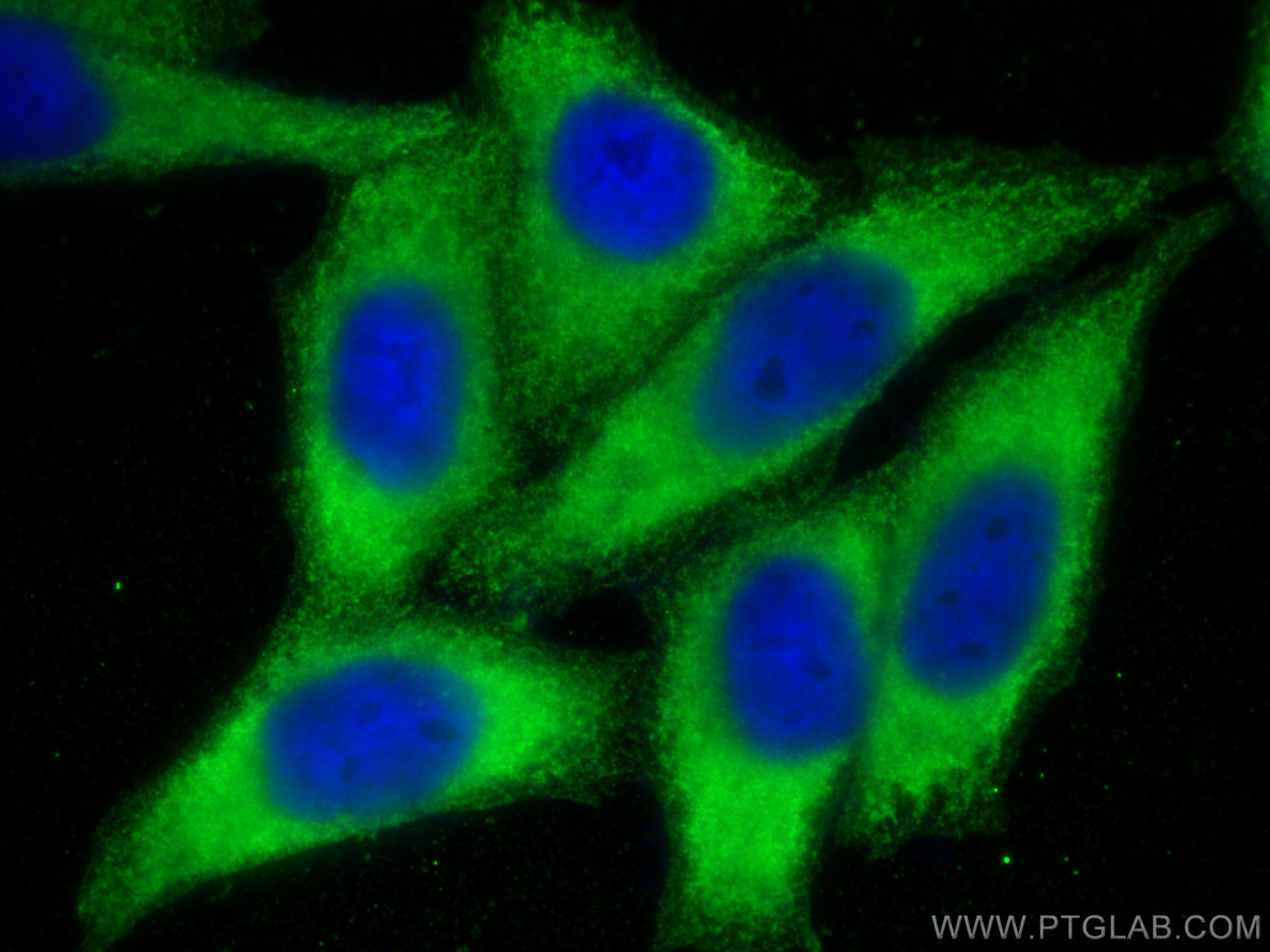 Immunofluorescence (IF) / fluorescent staining of HepG2 cells using Plasminogen Monoclonal antibody (66399-1-Ig)