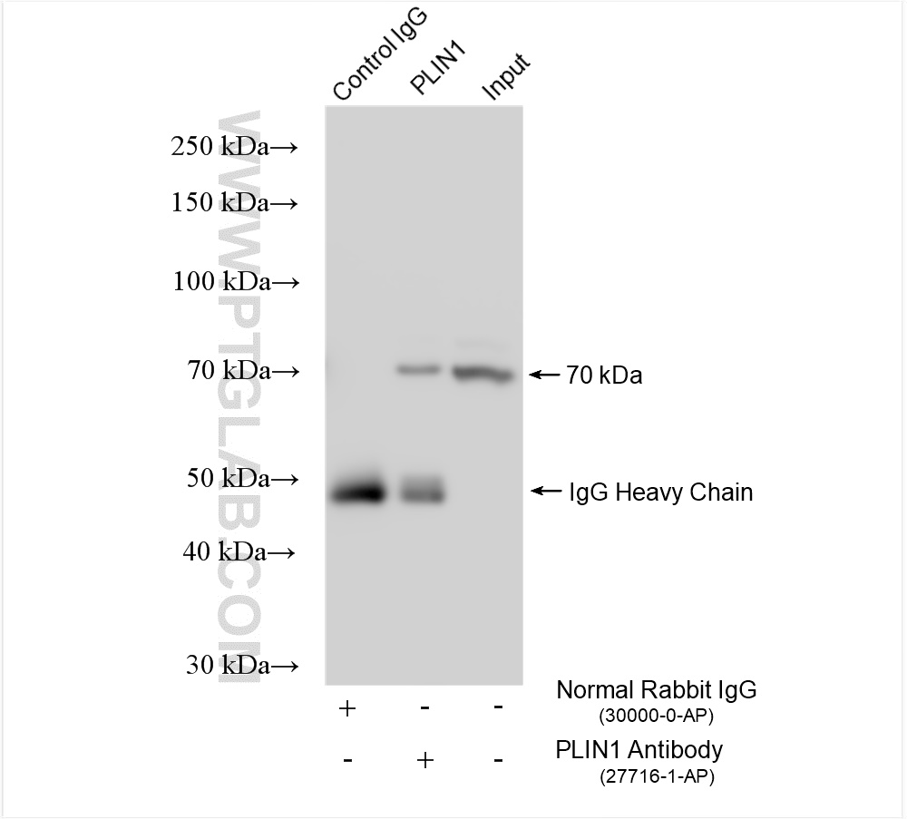 Immunoprecipitation (IP) experiment of NIH/3T3 cells using Perilipin 1 Polyclonal antibody (27716-1-AP)