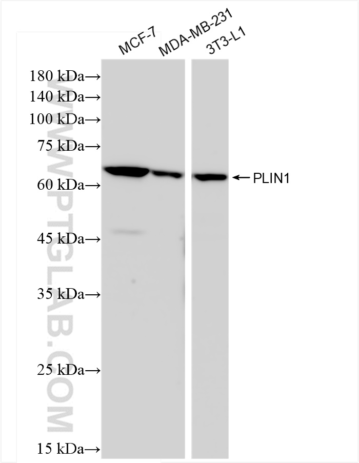 Western Blot (WB) analysis of various lysates using PLIN1 Recombinant antibody (83905-4-RR)