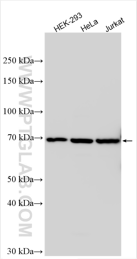 Western Blot (WB) analysis of various lysates using PLK1 Polyclonal antibody (10305-1-AP)