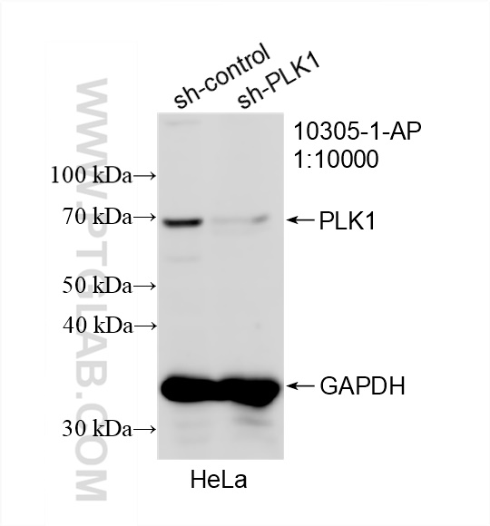 Western Blot (WB) analysis of HeLa cells using PLK1 Polyclonal antibody (10305-1-AP)