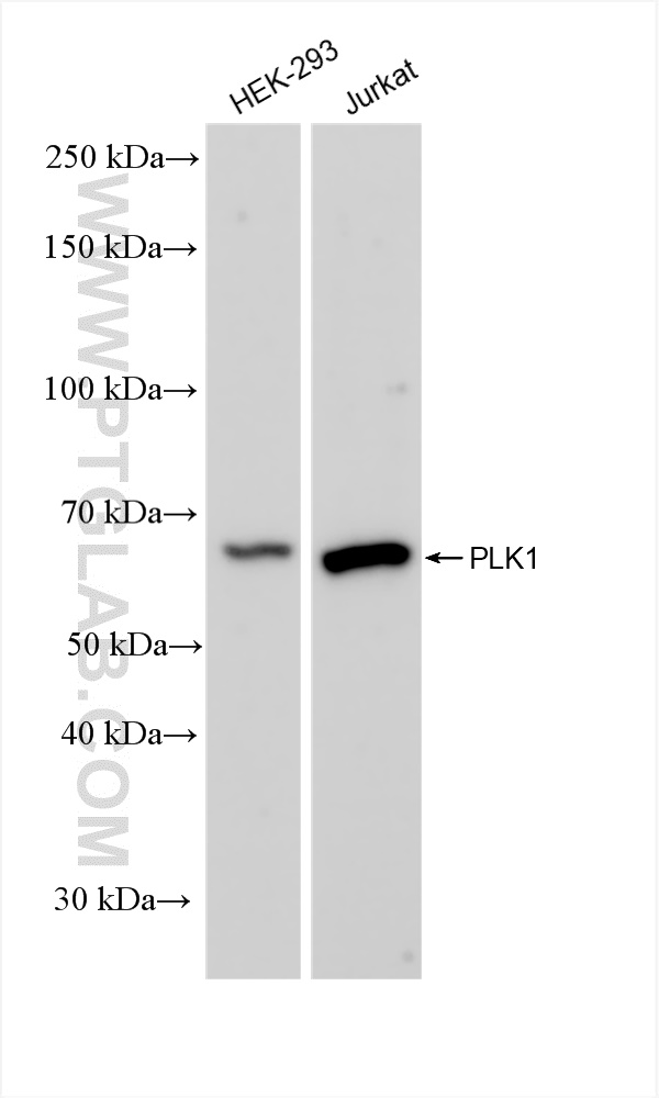 Western Blot (WB) analysis of various lysates using PLK1 Recombinant antibody (83260-5-RR)