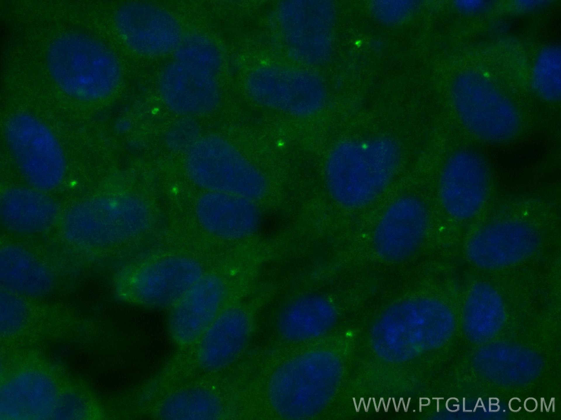 Immunofluorescence (IF) / fluorescent staining of hTERT-RPE1 cells using CoraLite® Plus 488-conjugated PLK2 Recombinant ant (CL488-83431)