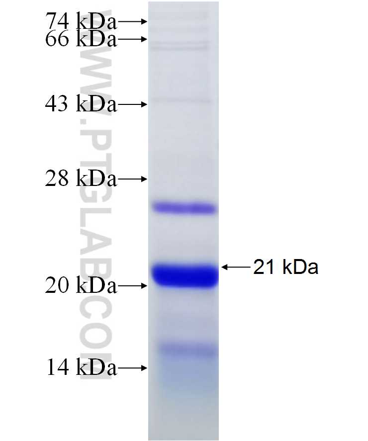 PLK2 fusion protein Ag29837 SDS-PAGE