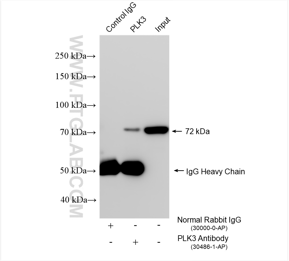 Immunoprecipitation (IP) experiment of HeLa cells using PLK3 Polyclonal antibody (30486-1-AP)