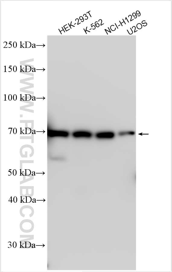Western Blot (WB) analysis of various lysates using PLK3 Polyclonal antibody (30486-1-AP)