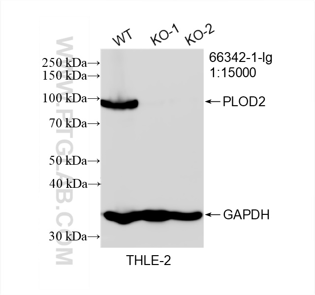 Western Blot (WB) analysis of THLE-2 cells using PLOD2 Monoclonal antibody (66342-1-Ig)