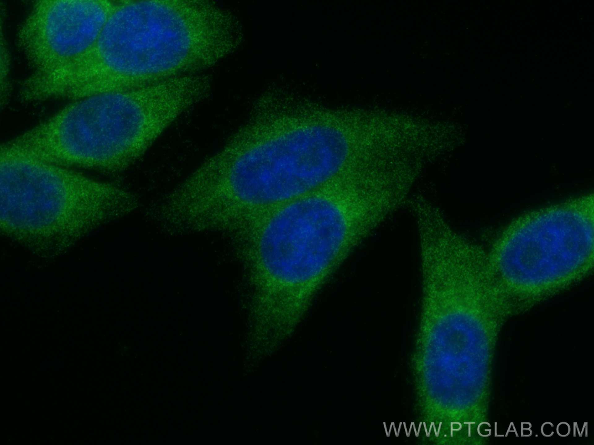 Immunofluorescence (IF) / fluorescent staining of HepG2 cells using PLOD3 Polyclonal antibody (11027-1-AP)