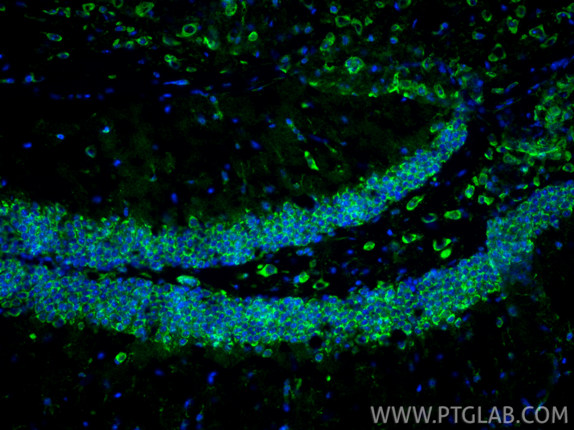 Immunofluorescence (IF) / fluorescent staining of mouse brain tissue using PLSCR1 Polyclonal antibody (11582-1-AP)