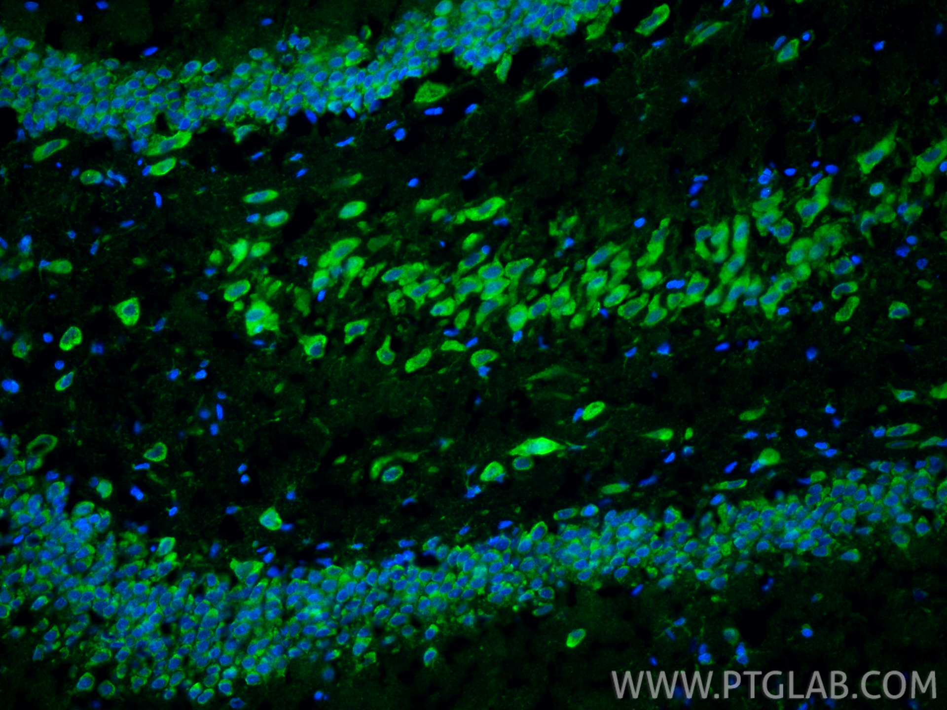 Immunofluorescence (IF) / fluorescent staining of rat brain tissue using PLSCR1 Polyclonal antibody (11582-1-AP)