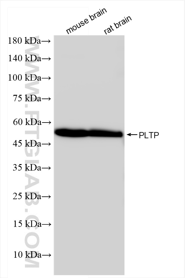 Western Blot (WB) analysis of various lysates using PLTP Recombinant antibody (84592-1-RR)